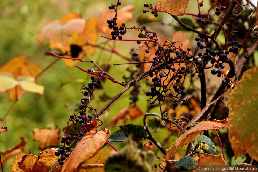 В сентябре в лесу поспевает виноград Конье. Это островной вид распространенный только на южном Сахалине, южных Курилах и в Японии