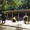Катание на слонах и шоу животных – Namuang Safari Park вид 4 - samuitours.ru