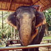 Катание на слонах и шоу животных – Namuang Safari Park вид 12 - samuitours.ru