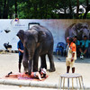 Катание на слонах и шоу животных – Namuang Safari Park вид 13 - samuitours.ru