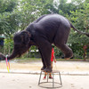 Катание на слонах и шоу животных – Namuang Safari Park вид 14 - samuitours.ru