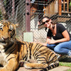 Аквариум и зоопарк с тиграми на Самуи  вид 2 - samuitours.ru