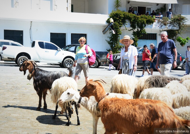 На праздник пастухов с пенсионерами из Дании