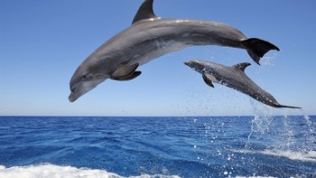 Жителям Сочи расскажут, как помочь раненым дельфинам