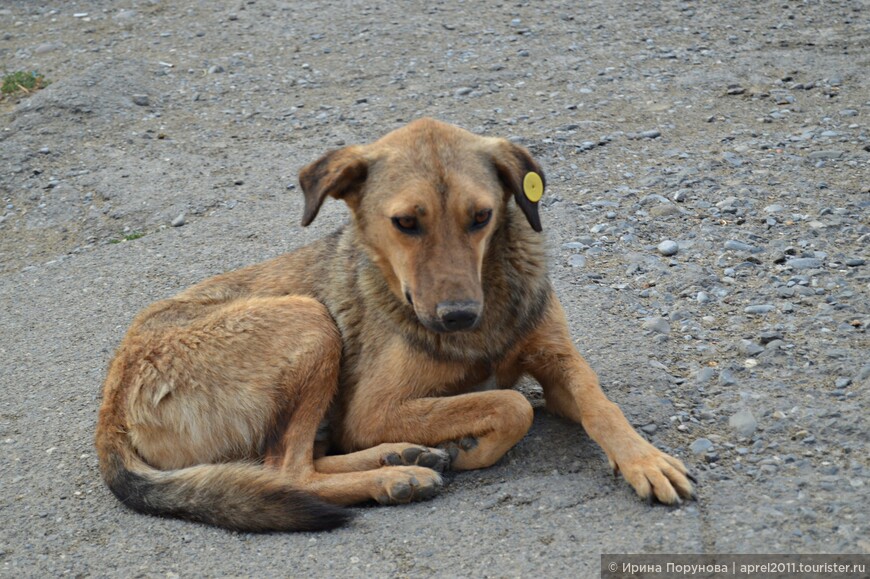 Не только в Кутаиси, но и в других городах мы видели собак вот с такими чипами. Чипы означают, что собака привита и простерилизована, не представляет никакой опасности для окружающих. Очень гуманно! 