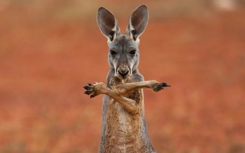 В Австралии кенгуру нападают на туристов, подкармливающих их неподходящей едой