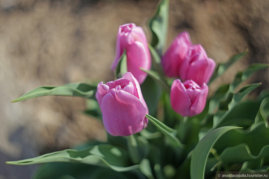 За тюльпанами и просветлением… Калмыкия!
