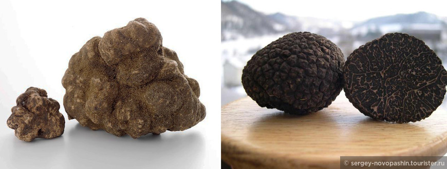 Справа: Черные трюфели (виды Tuber Aestivum Vitt, Tuber Ubicatum, Tuber Melanu Sporum), иначе называемые летними – грибы коричневого или черного цвета. Слева: Белый трюфель (вид Tuber Magnatum Pico). https://www.liveinternet.ru/users/auwa/tags/%F2%F0%FE%F4%E5%EB%E8/

