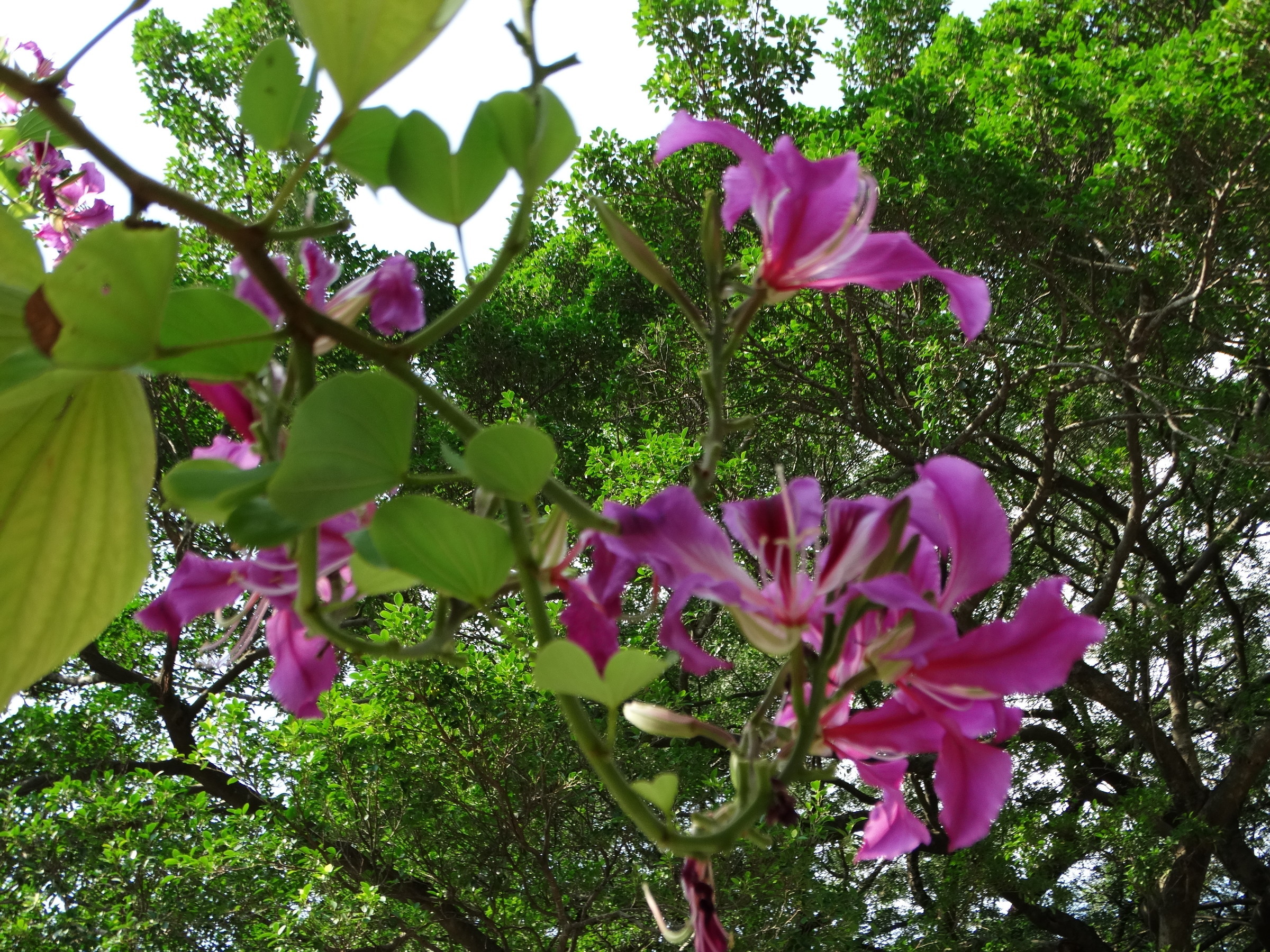 Баухиния. Баухиния орхидейное дерево. Баухиния пурпурная орхидейное дерево. Баухиния пестрая орхидейное дерево. Баухиния орхидейное дерево в домашних.