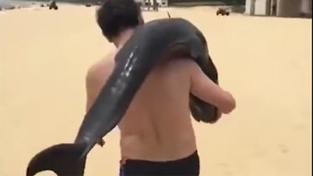 Китайская полиция ищет туриста, укравшего дельфина с пляжа 