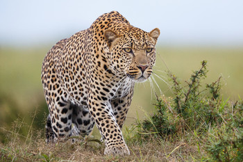 В сафари-парке Уганды леопард загрыз ребёнка 