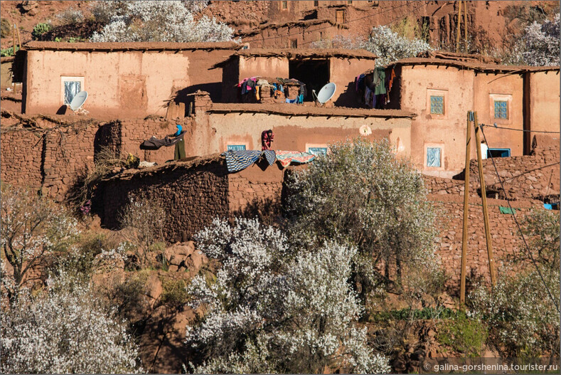 «Один раз в год сады цветут…». Часть 1. Цветущий миндаль Марокко