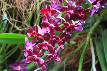 В Вологде откроется Музей орхидей