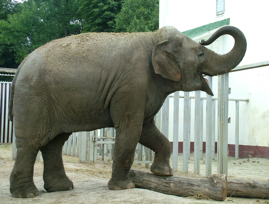 Харьковский зоопарк