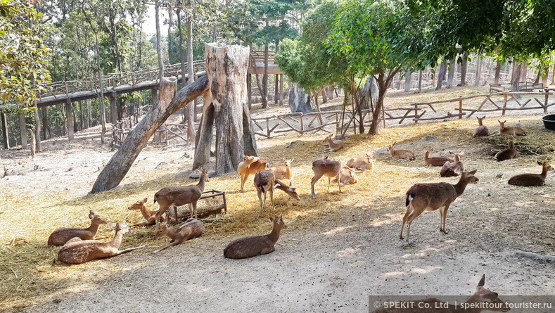 Зоопарк в Чианг Мае