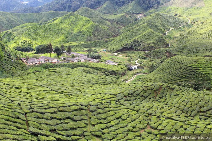 Горы, прохлада, чай, клубника, цветы или необычная Малайзия