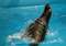 Дельфинарий «Аква-Мир»<br/> в Небуге