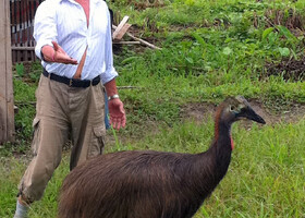 Казуар — единственная большая птица на Папуа