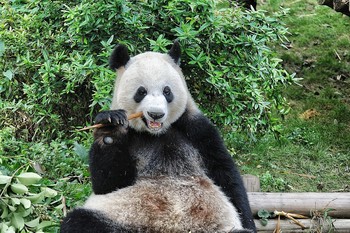 Турист заблудился в лесах Китая и питался бамбуковыми листьями 