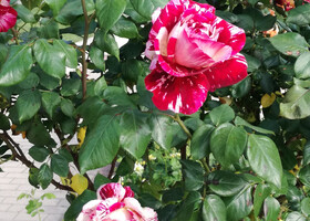 Международный конкурс роз в Мадриде
