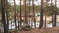 Сосновый бор на берегу Пышмы. Территория санатория Белый камень. Фото © Новопашин С.А., 2018