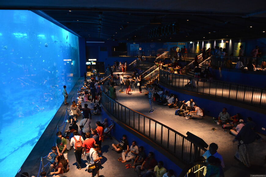 Океанариум в Сингапуре S.E.A. Aquarium