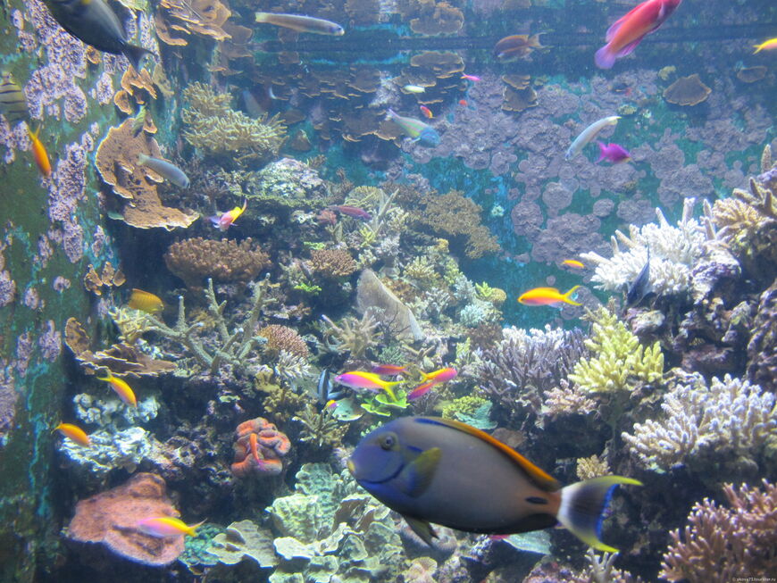 Океанариум в Сингапуре S.E.A. Aquarium