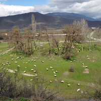 Грузинский сельский пейзаж с овечками. Вид с крепости Греми