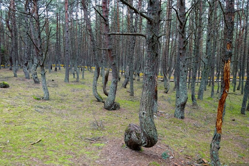 Танцующий лес (национальный парк «Куршская коса»)