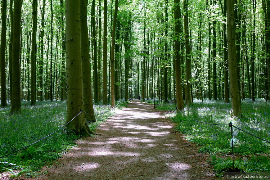 Велотур по Бельгии. Ватерлоо, холм Льва и голубой лес