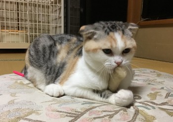 В японском отеле можно арендовать кота 