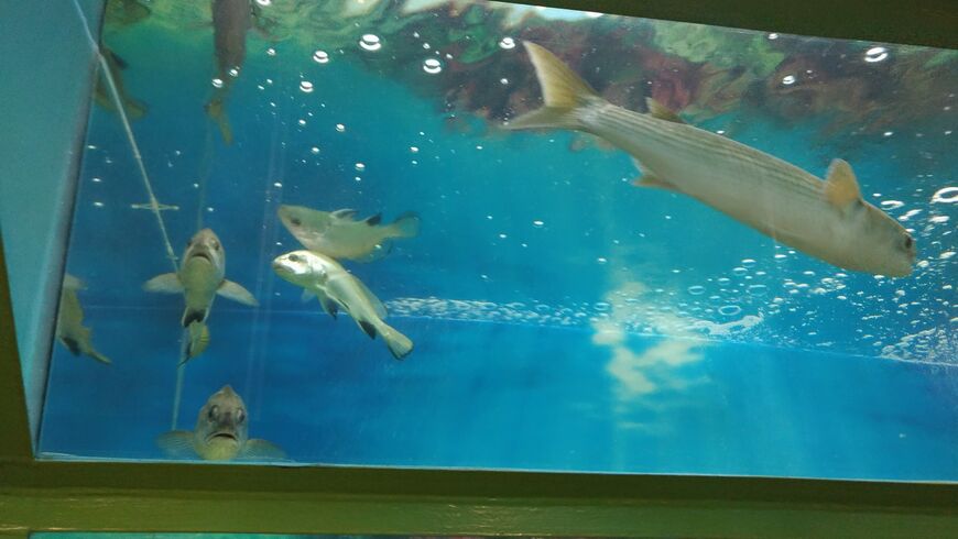 Рыбы за стеклом тоннельного аквариума