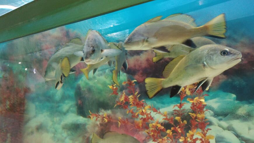 Рыбки в аквариуме Батискаф