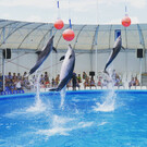Дельфинарий «Немо» в Феодосии