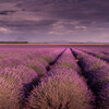 #nice #cotedazur #provance #lavanda #photoLavanda #фотосессиявлавандовомполе #фотографвпровансе
 #фотосессиявлаванде #valensole 
#фотосессиявлаванде  #фотографвпровансе #viktoriaodinska #фотографлаванда #лаванда #прованс #лавандафранция #фотосессиявофранции #фотограффранция #лавндоваяфотосесия #lavanda 
#provence #photoshootinginlavanda #lavandaphotography 
Фотосессия в лаванде, фотосессия в Провансе, фотограф в Марселе, фотосессия в ницце, фотосессия в лавандовом поле, лавандовая фотосессия, прованс фотограф, фотосессия в Авиньене, дети в лаванде, девушка в лаванде, лаванда проваанс.