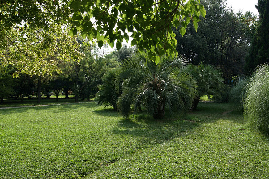 Растительность в парке