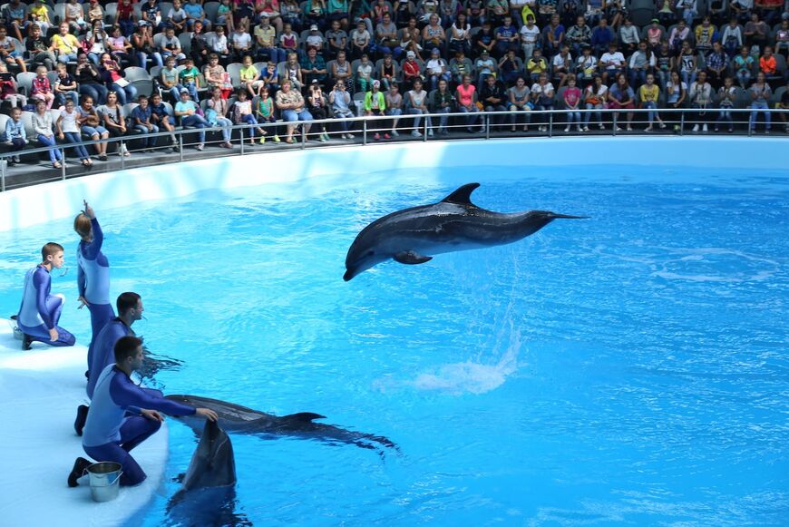 Дельфинарий Новосибирска «Дельфиния»