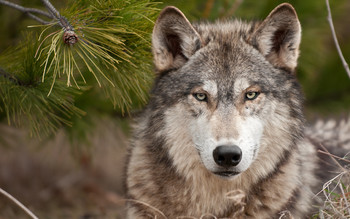 В Москве рядом с парком Коломенское был замечен волк