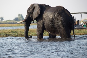 Слон напал на лодку с туристами в Ботсване