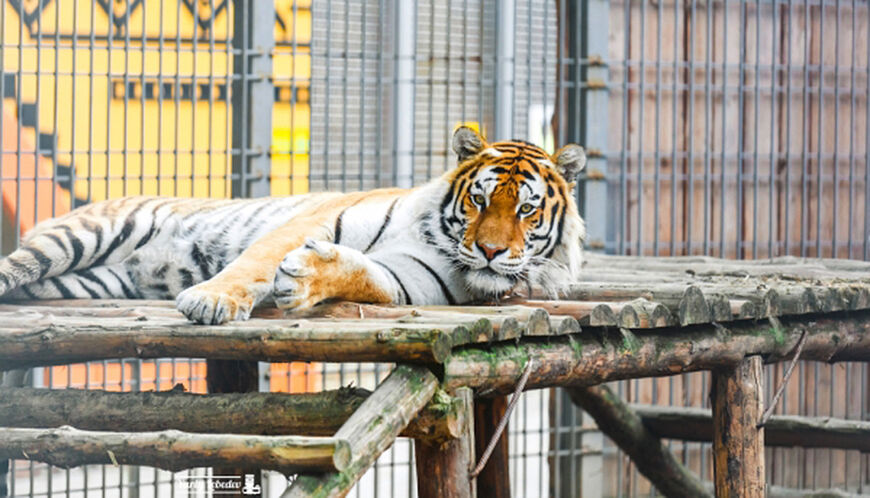 Зоопарк Мадагаскар в Нижнем Новгороде