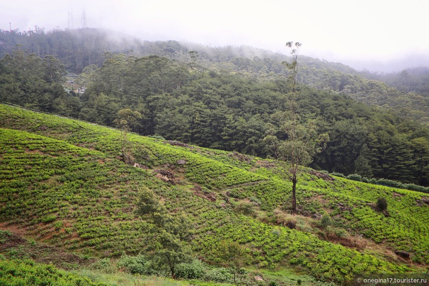 Шри-Ланка. О горах, цейлонском чае и зубе Будды… (день третий)