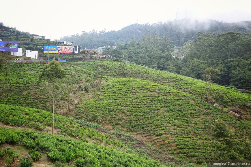 Шри-Ланка. О горах, цейлонском чае и зубе Будды… (день третий)
