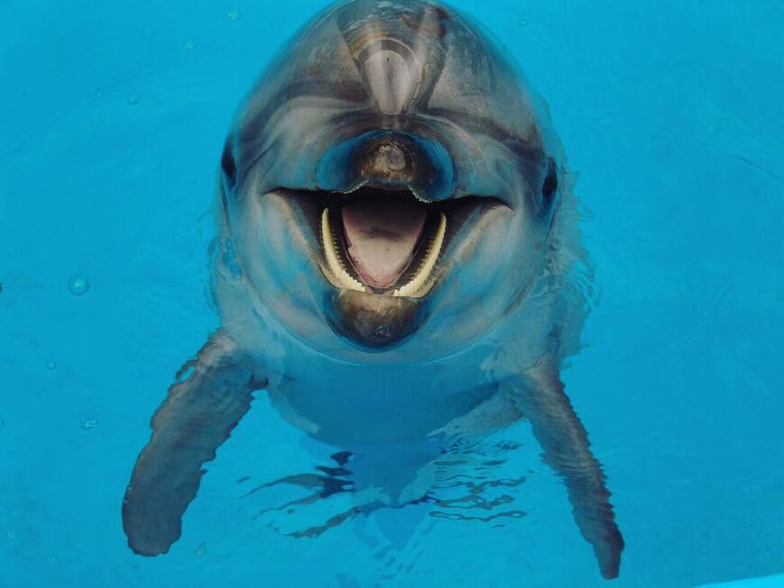 Одесский городской дельфинарий «Немо»