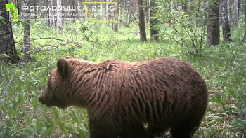 В заповеднике Брянский лес появился танцующий медведь-великан 