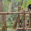 День 3. Луангпрабанг. Центр реабилитации малайских медведей около водопада Куанг Си.