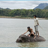 Катание и купание на слонах