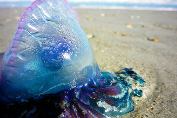 МИД РФ предупреждает о ядовитых медузообразных на Пхукете