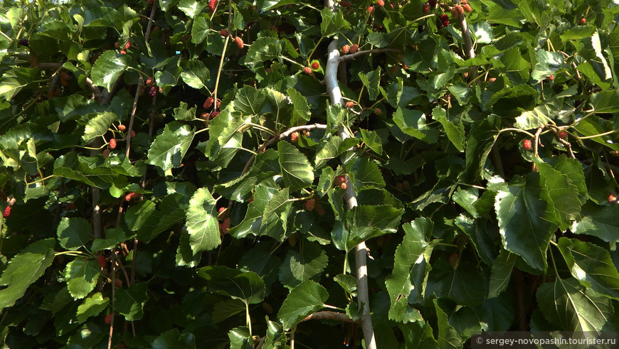 Шелковица чёрная (Mórus nígra) — тутовое дерево с незрелыми плодами (семейство Тутовые, порядок Розоцветные).