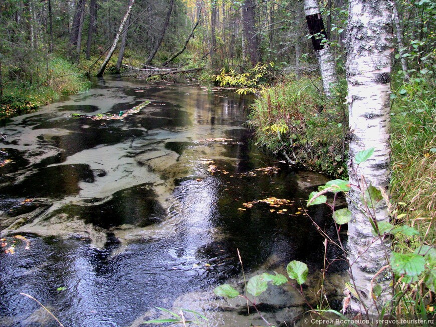 Стекающая от скважины вода образовала лесную речку