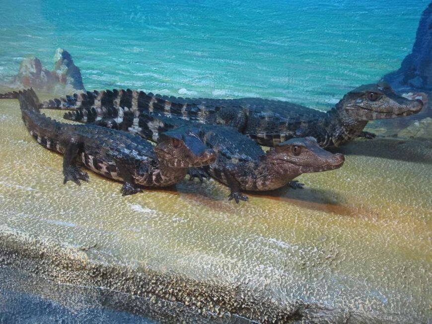 Ялтинский крокодиляриум